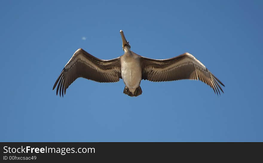 Pelican flight over the beach