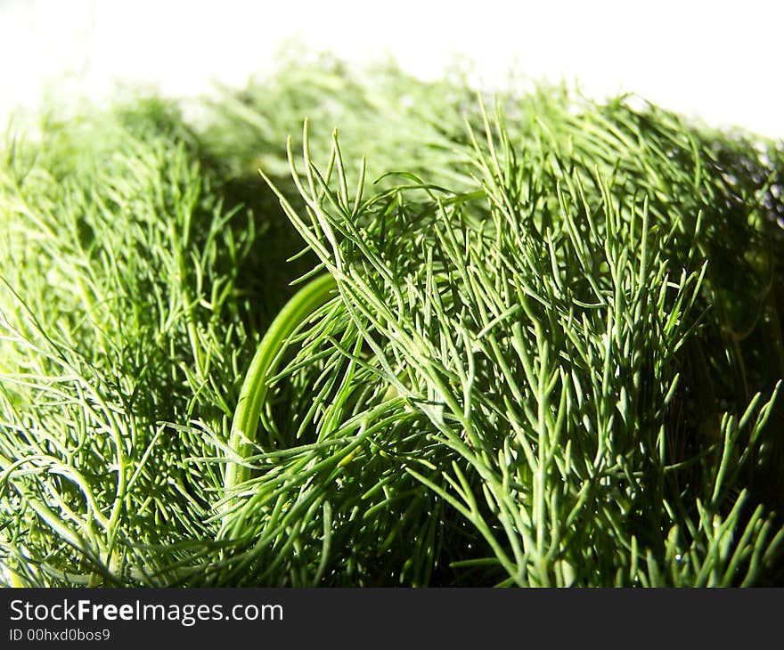 Dill Leaves