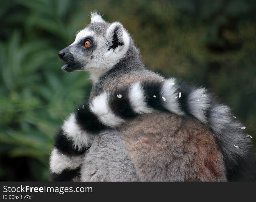 Madagascan Lemur with tail wrapped round body with tongue out. Madagascan Lemur with tail wrapped round body with tongue out