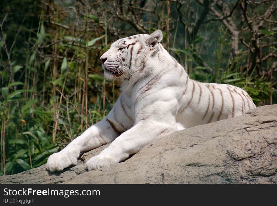 White Tiger