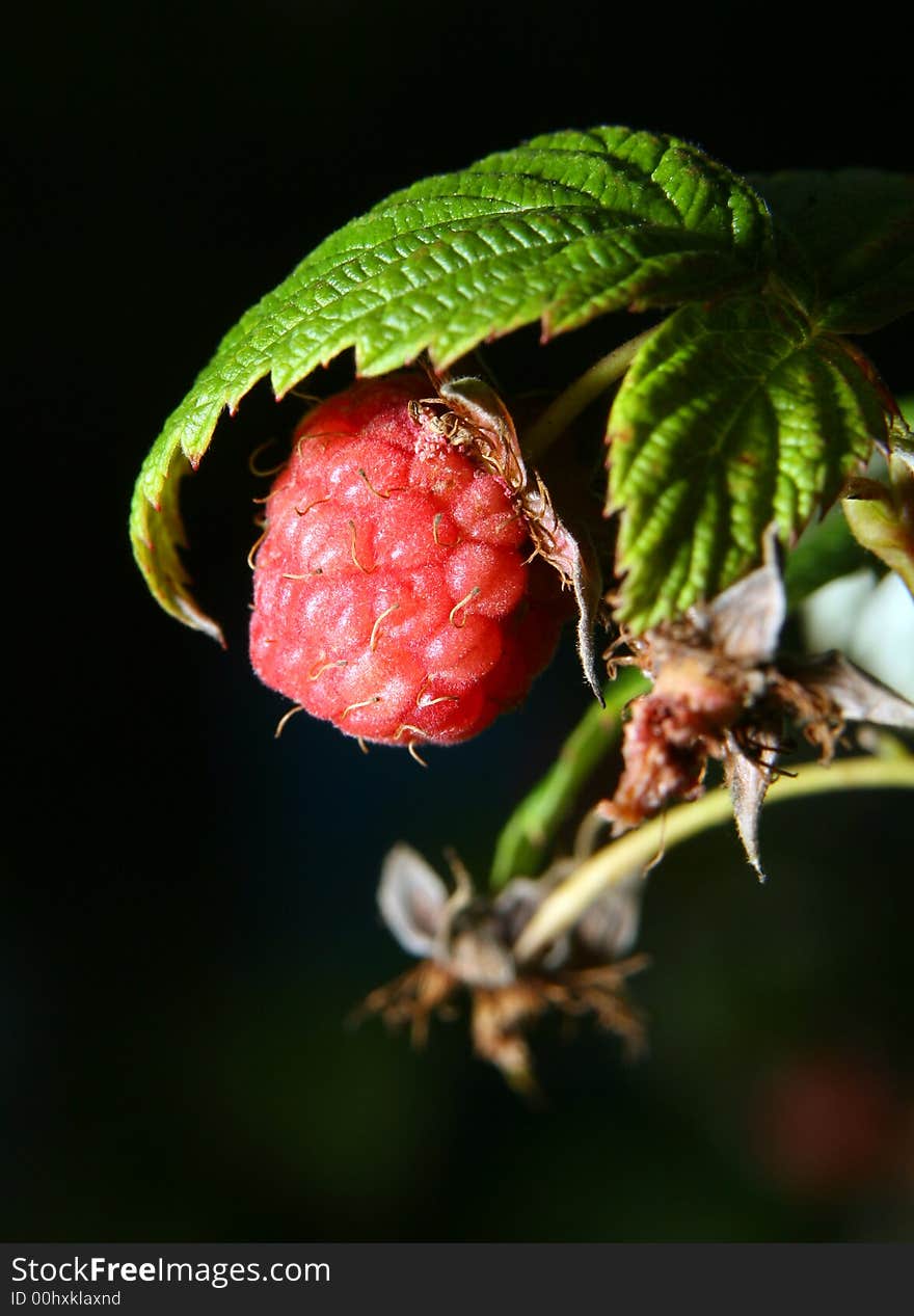 Berries of a ripe raspberry close up