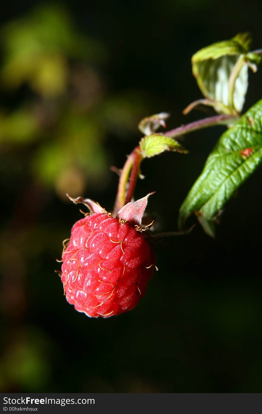 Berries of a ripe raspberry close up