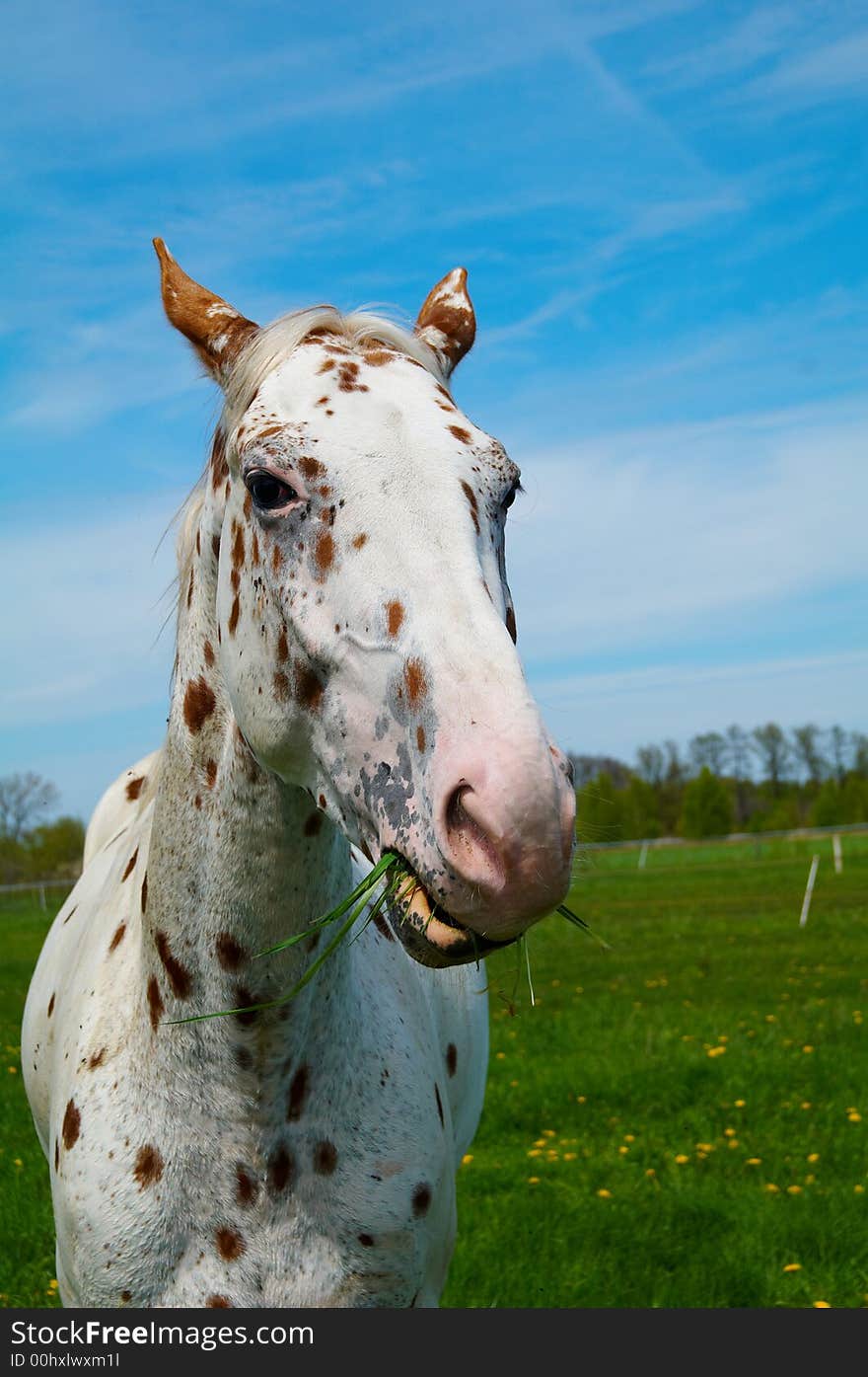 Portrait of funny horse on the grass