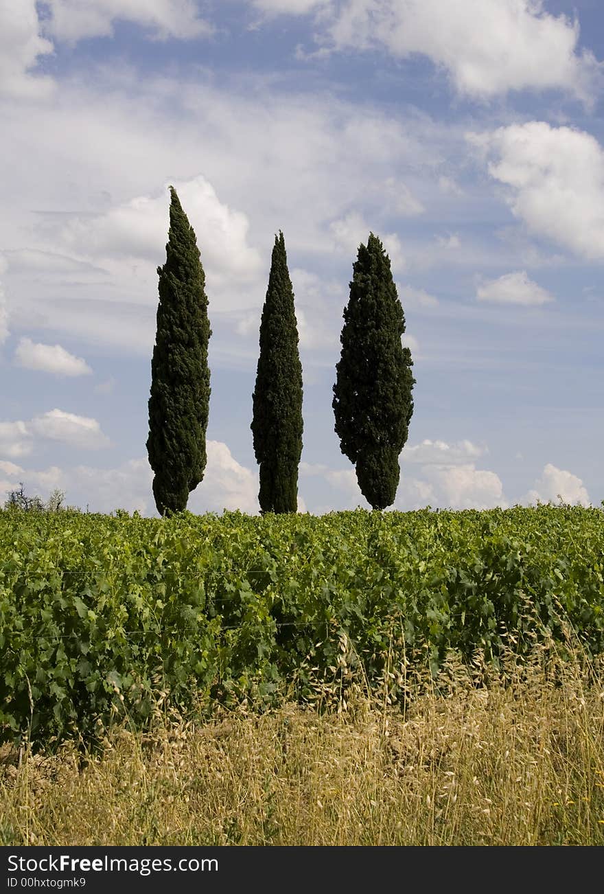 Cypress trees in Tuscany