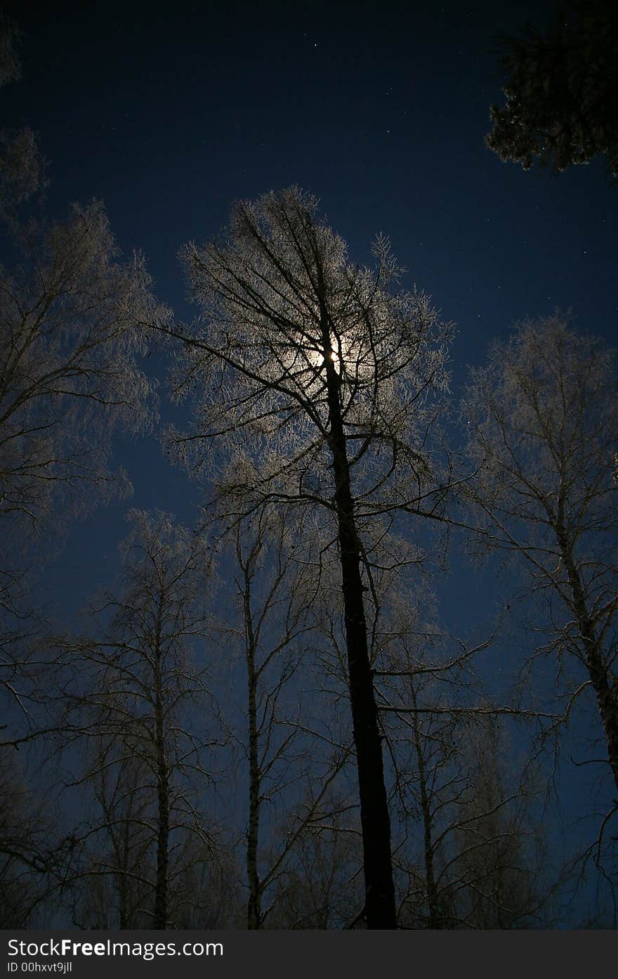 Bright night, moonlight from a tree. Bright night, moonlight from a tree