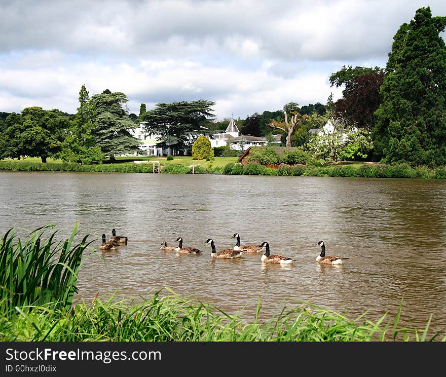 Geese on the River