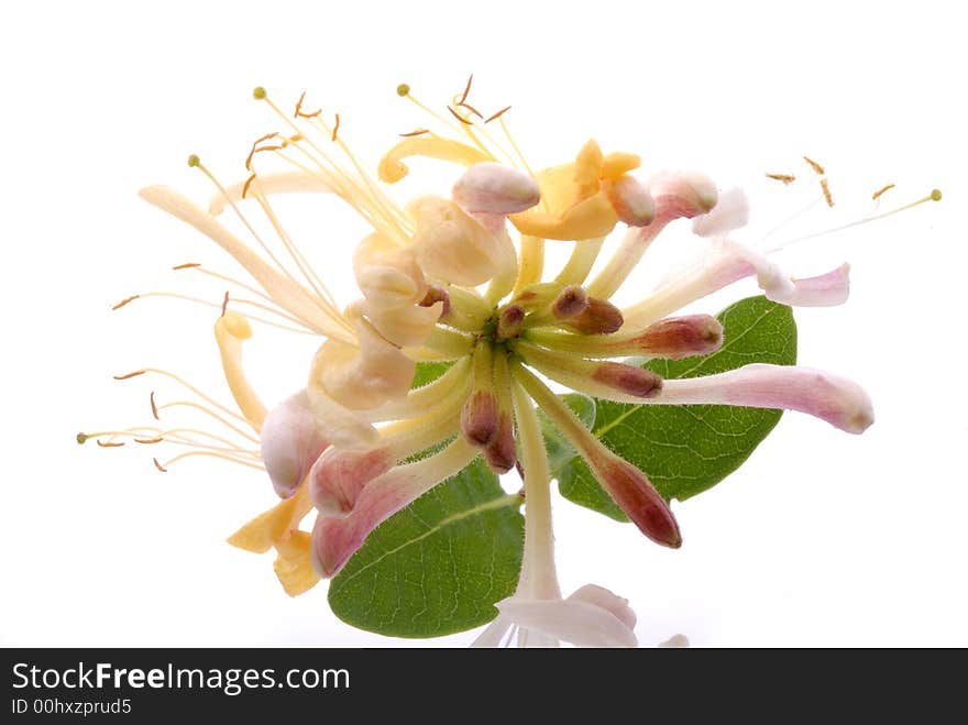 Yellow jasmin flowers on white background