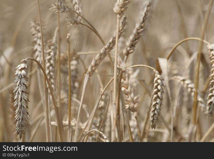 July cereal growing in the meadow