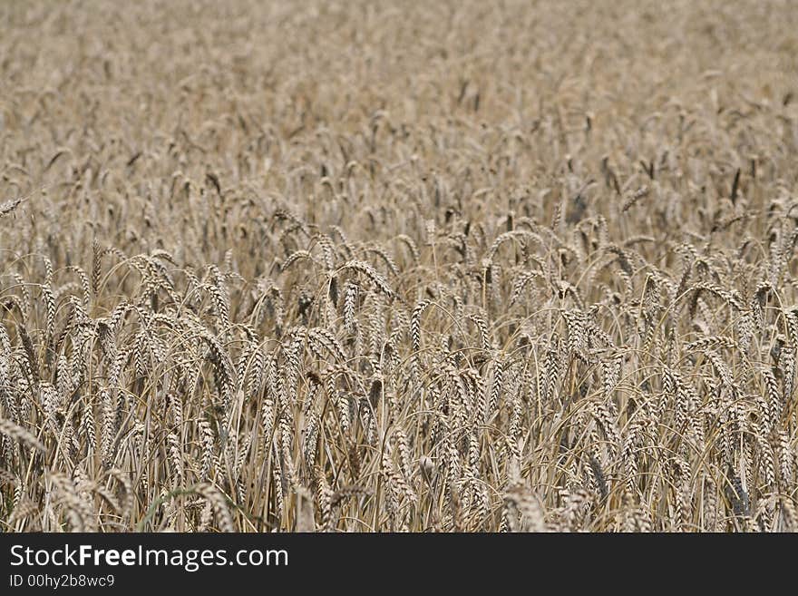 July cereal growing in the meadow