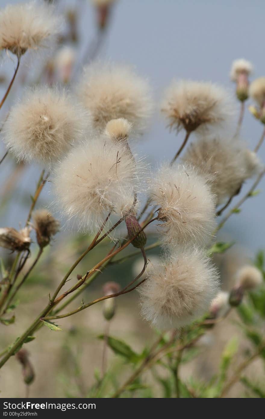 Wildflowers