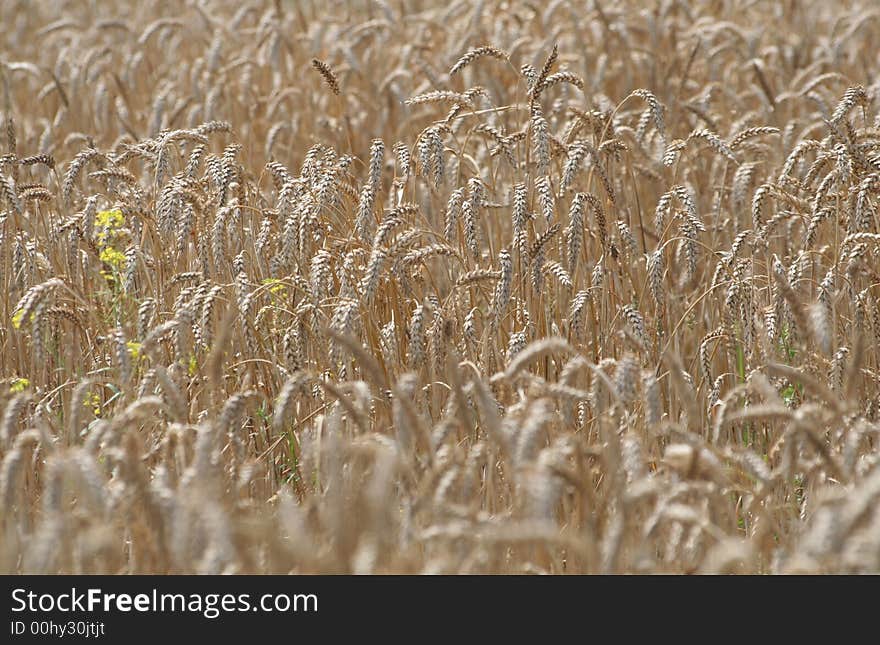 July cereal growing in the meadow