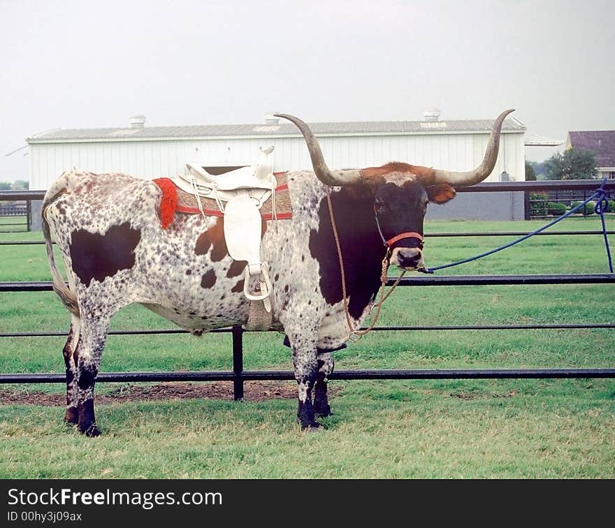 Close-Up of a Texas Long Horn Steer with a white saddle on him.  He is tied to a fence. Close-Up of a Texas Long Horn Steer with a white saddle on him.  He is tied to a fence.