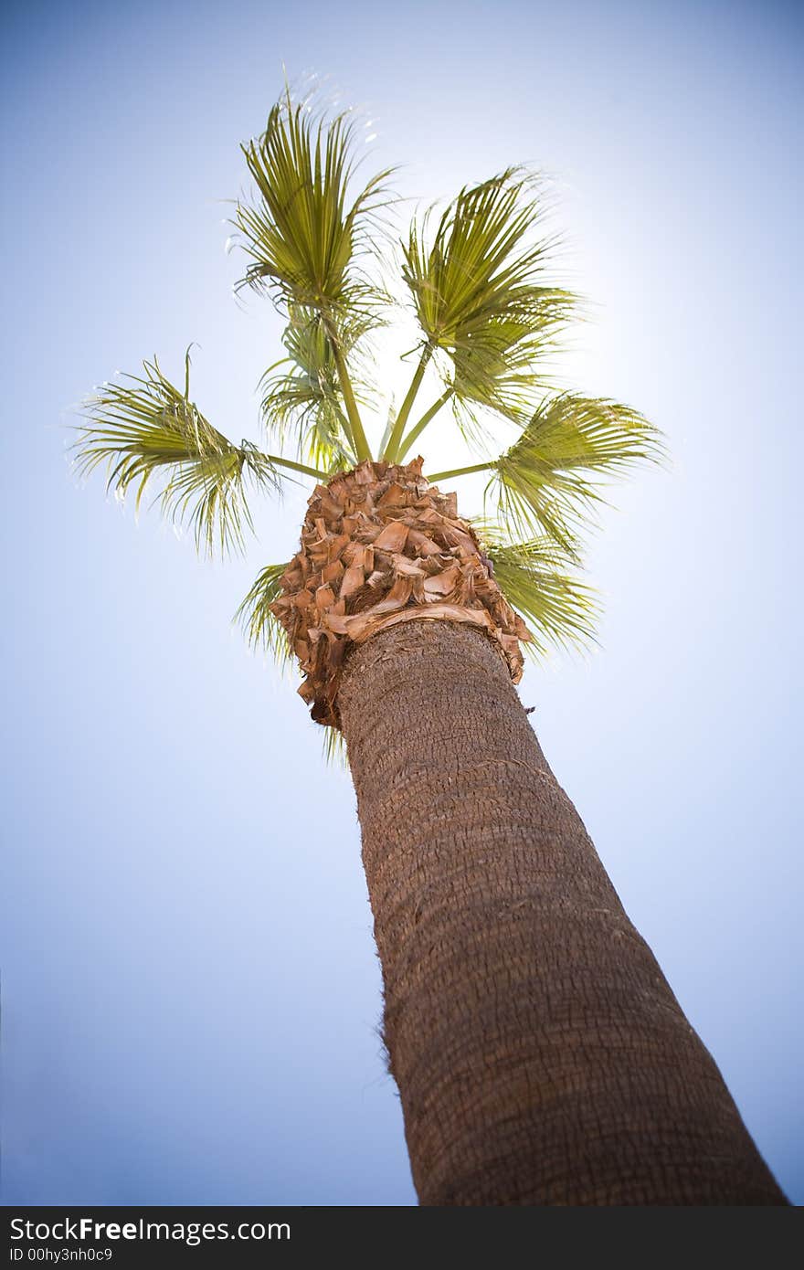 Palm tree against the sky