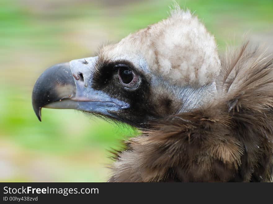 Vulture head on the light green background