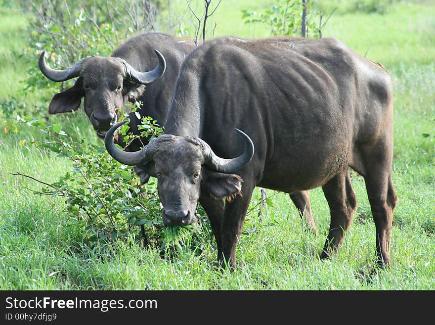 Two grazing buffalo in the kruger park