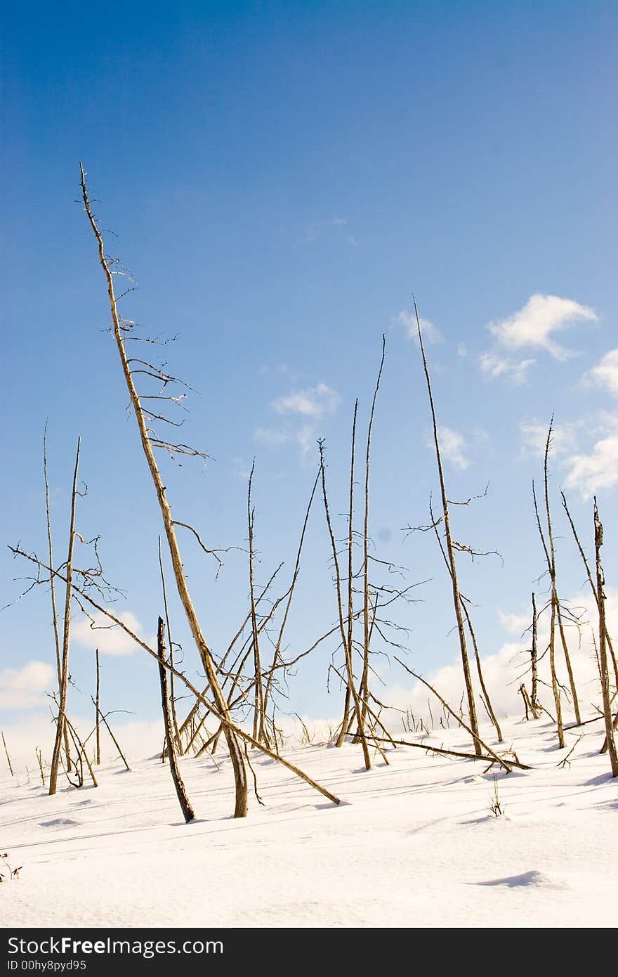 Surreal burned shells of trees in the winter. Surreal burned shells of trees in the winter.