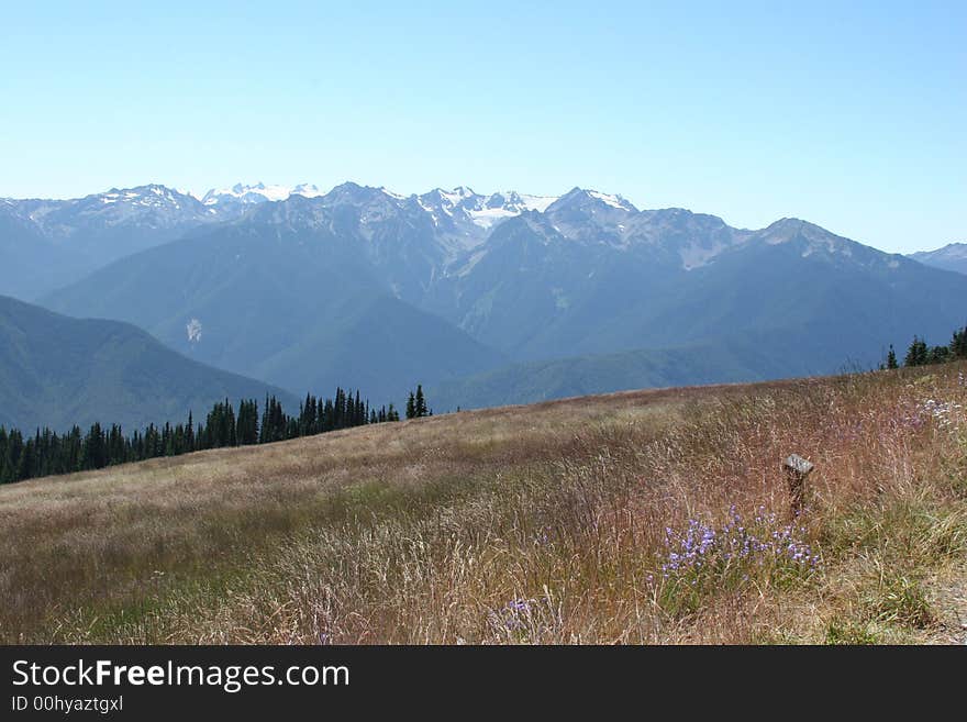 Hurricane ridge meadow