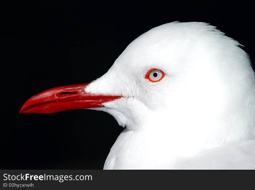 A portrait of a white seagull with a red beak against a dark evening background.