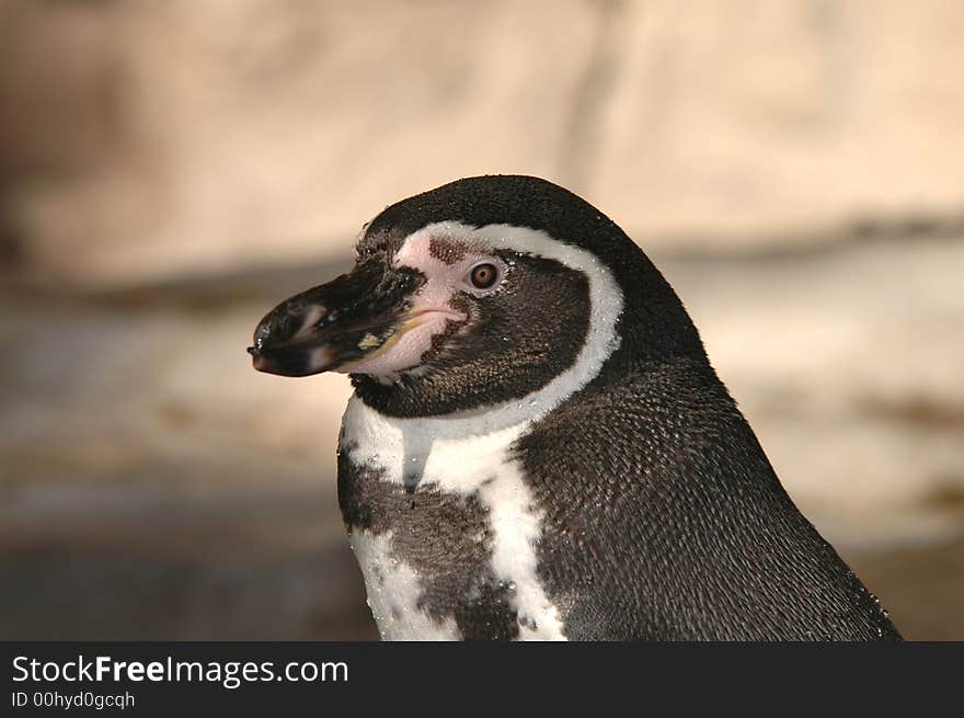 Penguin