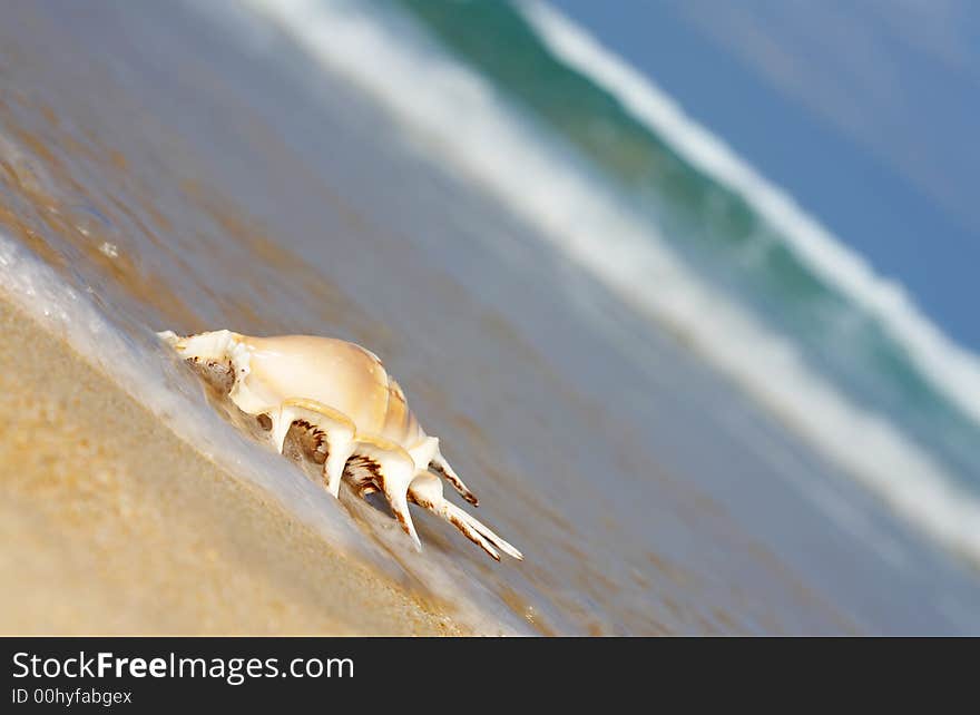 View of lonely nice shell on empty sandy beach. View of lonely nice shell on empty sandy beach