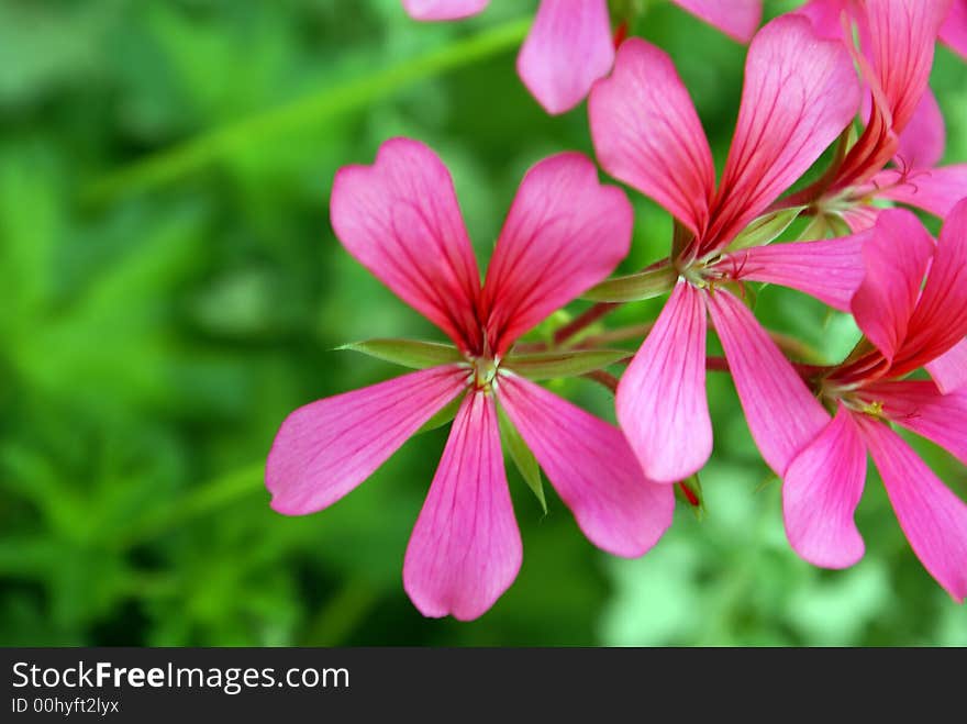 Pink flower in garden - spring