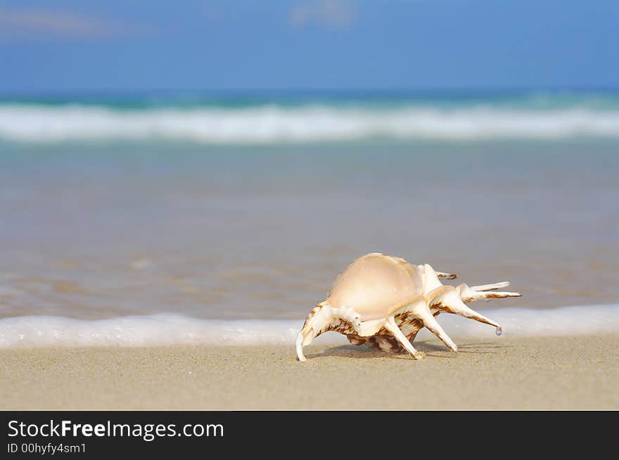 View of lonely nice shell on empty sandy beach. View of lonely nice shell on empty sandy beach