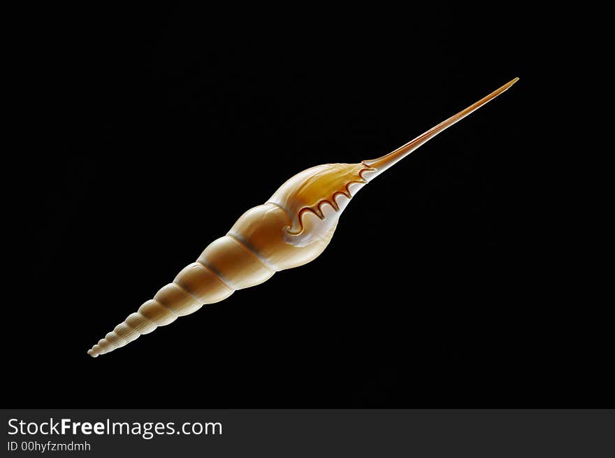 View of nice graceful sea shell on black background. View of nice graceful sea shell on black background