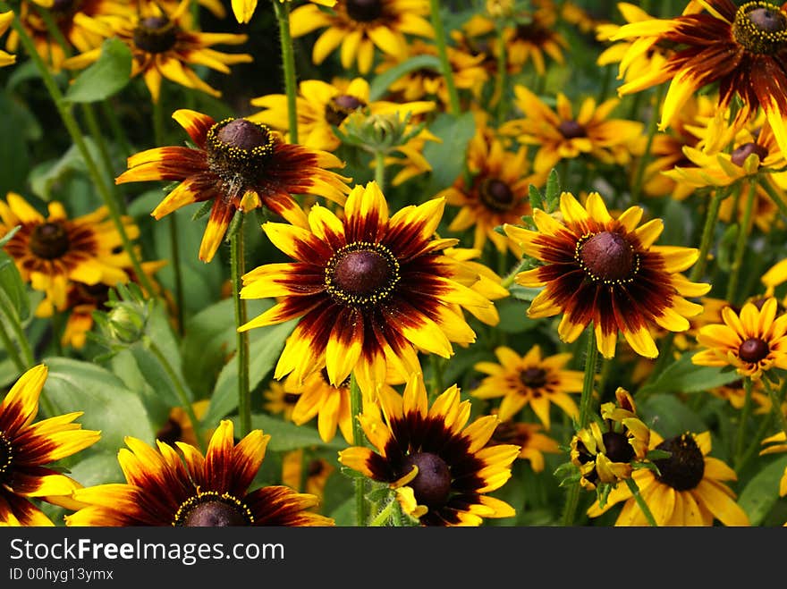 Yellow flowers