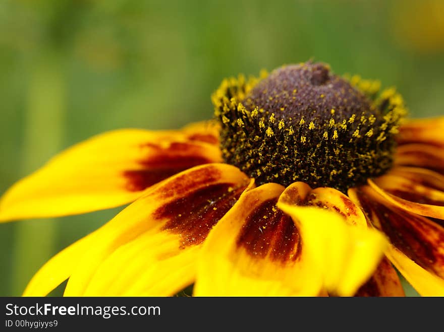 Yellow flower 3