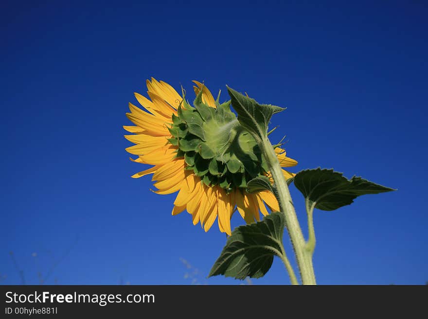 Back of the yellow sunflower. Back of the yellow sunflower