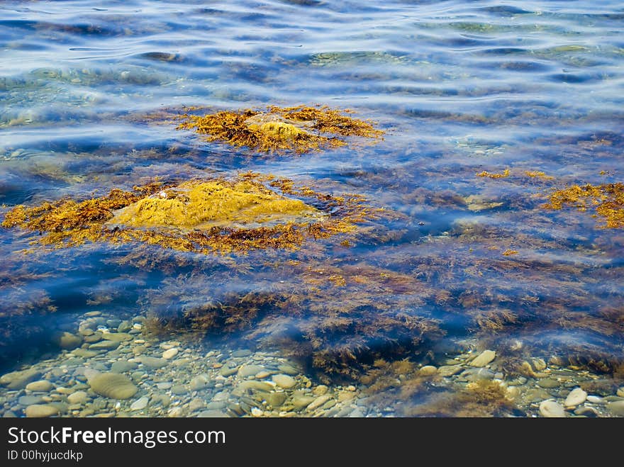 Picturesque sea seaweed