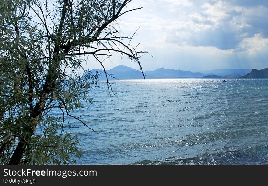 The storm sky above the sea with branches of a tree in the foreground