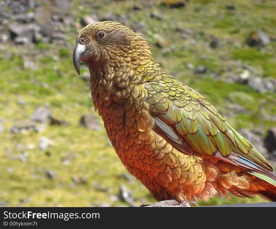 Kea Bird