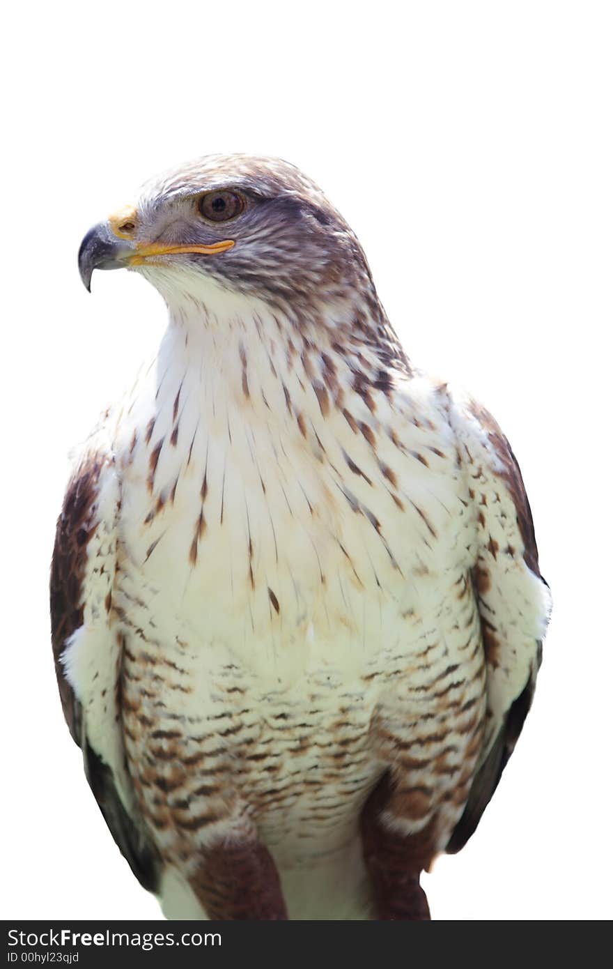 Profile of a prey bird. Profile of a prey bird