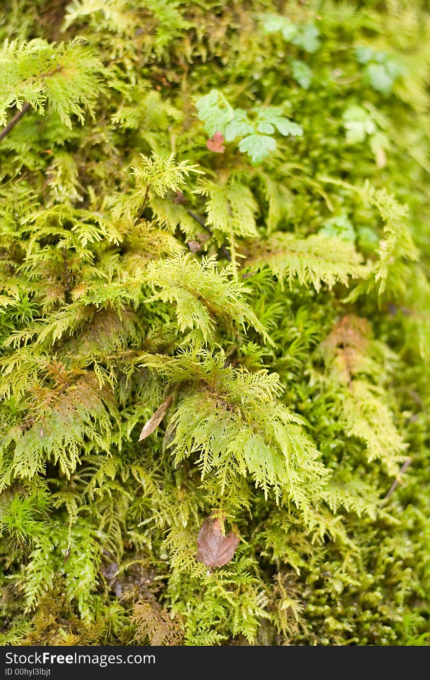 Green moss on tree s bark