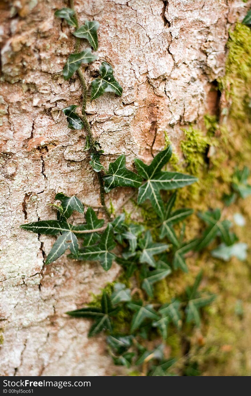 Ivy on a tree s bark