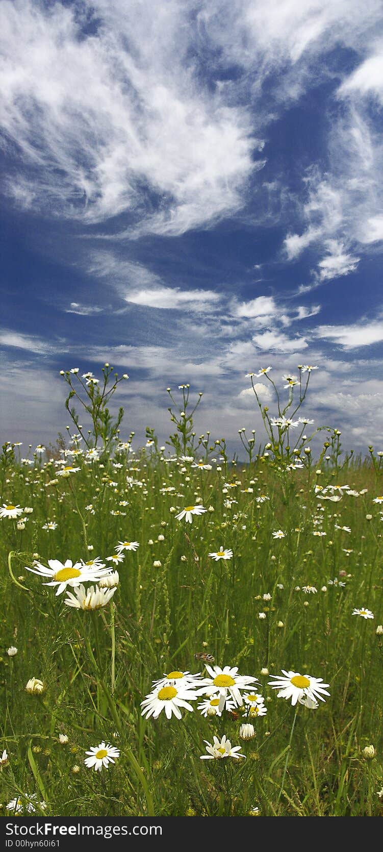 Chamomiles in green grass under blue sky. Chamomiles in green grass under blue sky