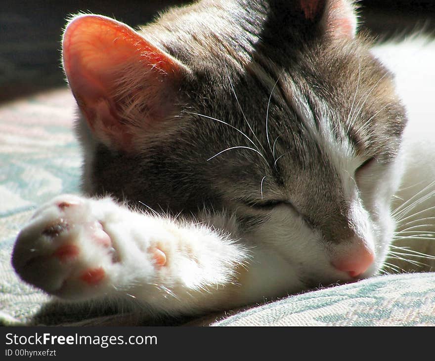 A cat takes a snooze on a hot summers day while the sun comes down on her. A cat takes a snooze on a hot summers day while the sun comes down on her