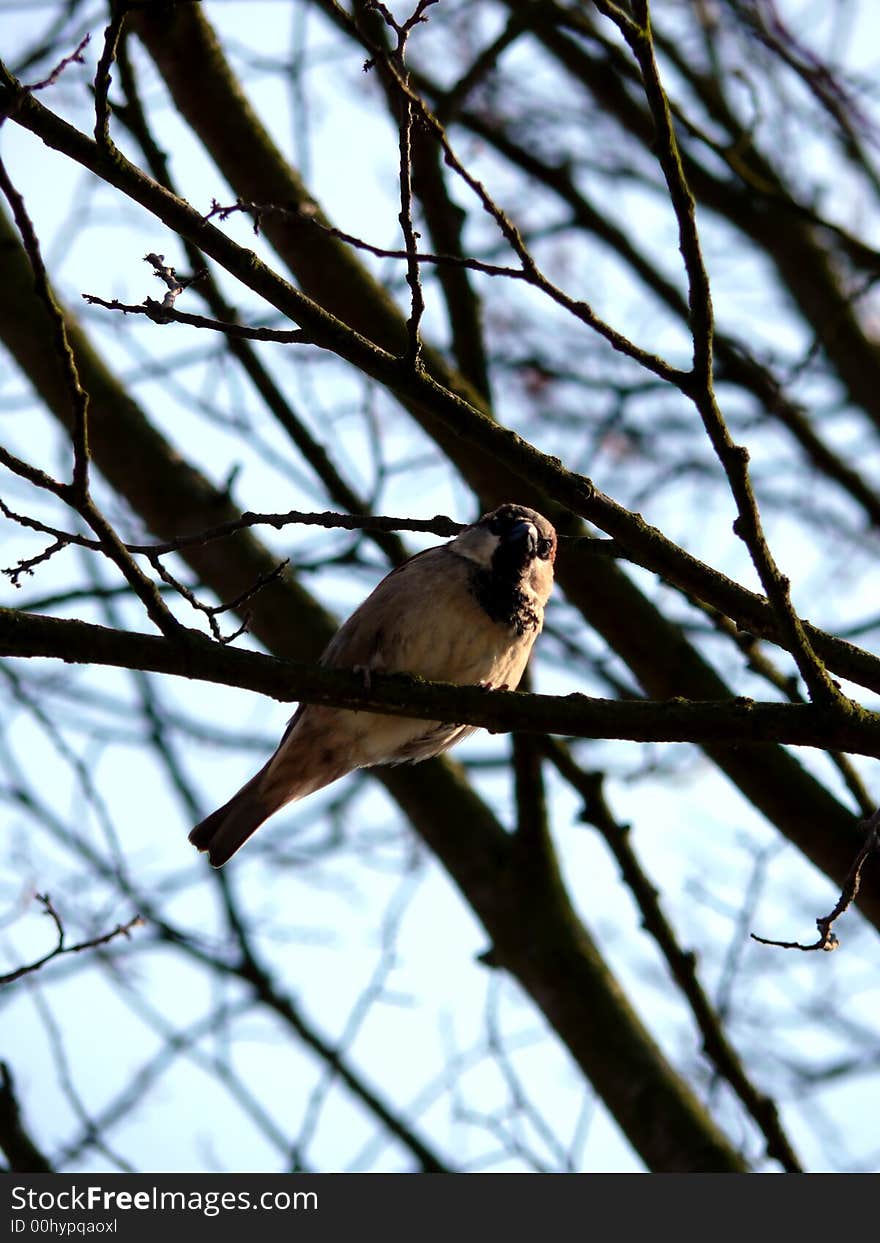 Portrait of bird overhead watching. Portrait of bird overhead watching