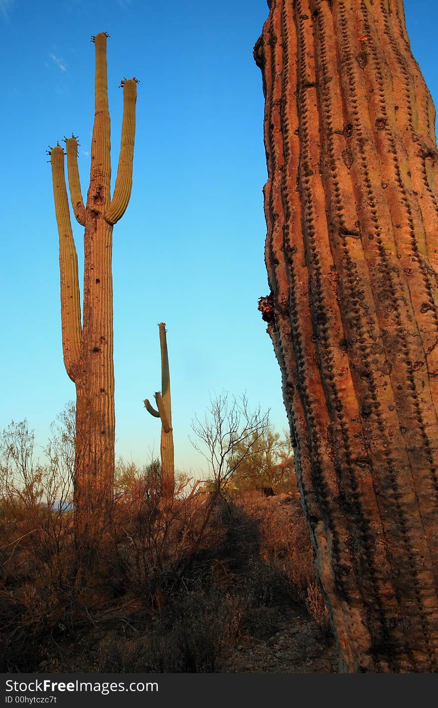 Saguaro Glow