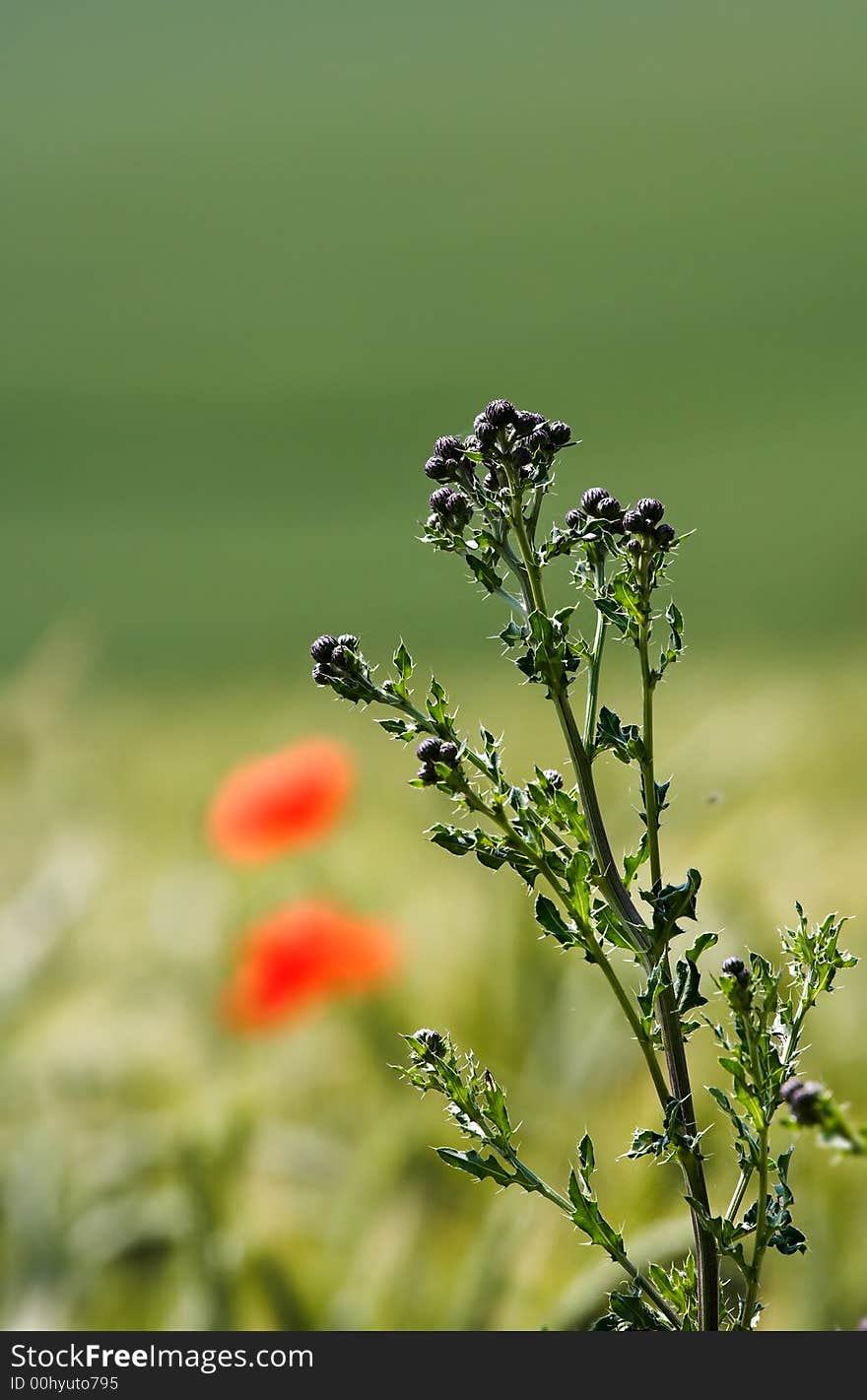 A photo of a field of wheat and a red flower. A photo of a field of wheat and a red flower