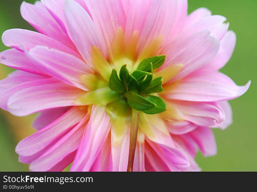 Pink flower against natural background