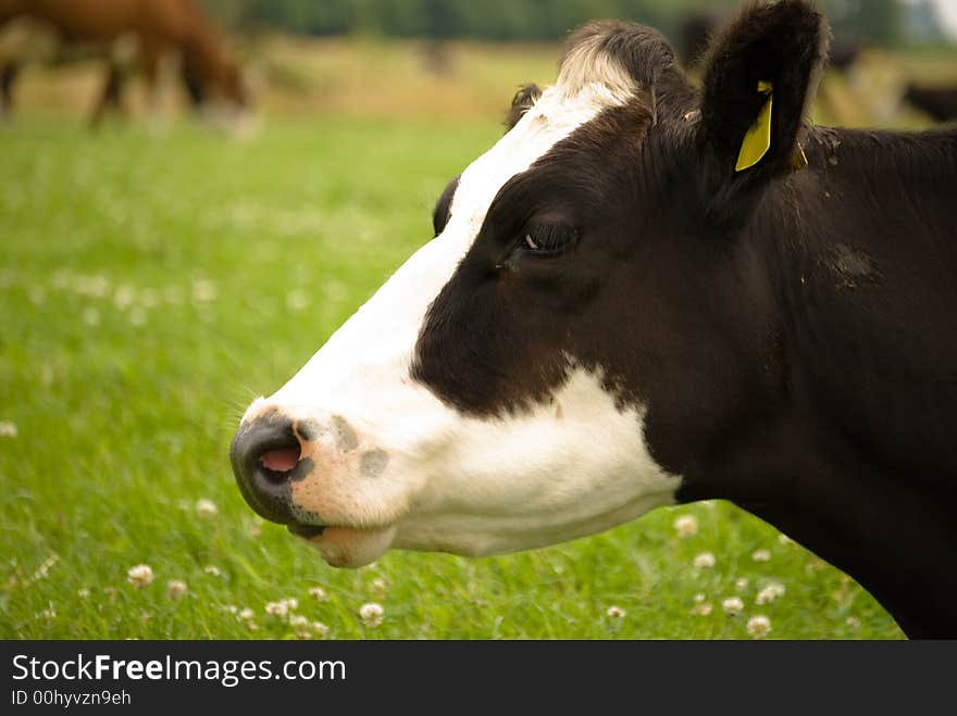 Cow Black and White looking aside. Cow Black and White looking aside