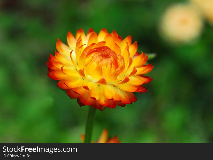 Yellow and orange flower with blur background