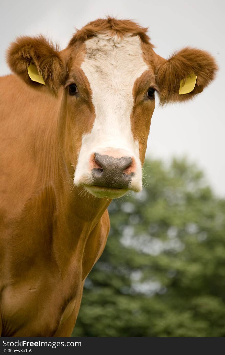 Cow Brown White Portret view