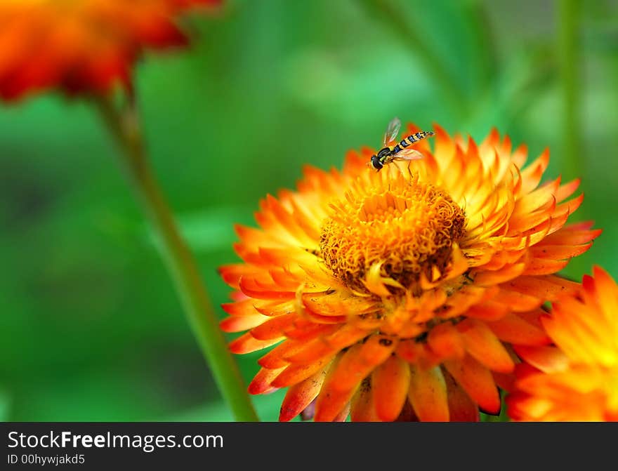 Orange flower with blur background