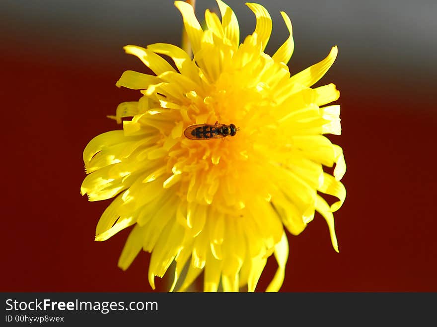 Yellow flower against dark background