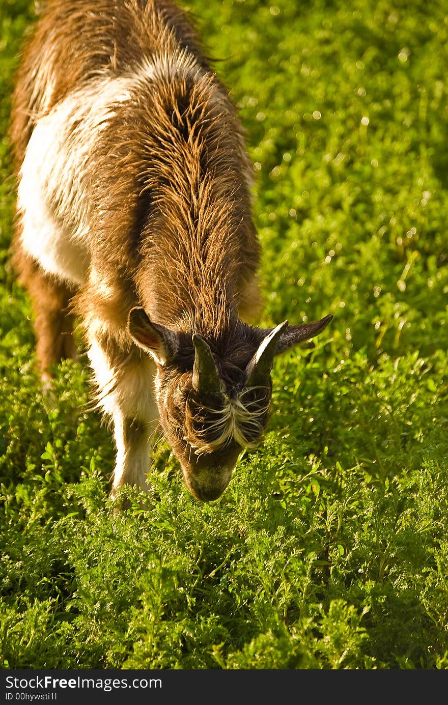 Grazing goat