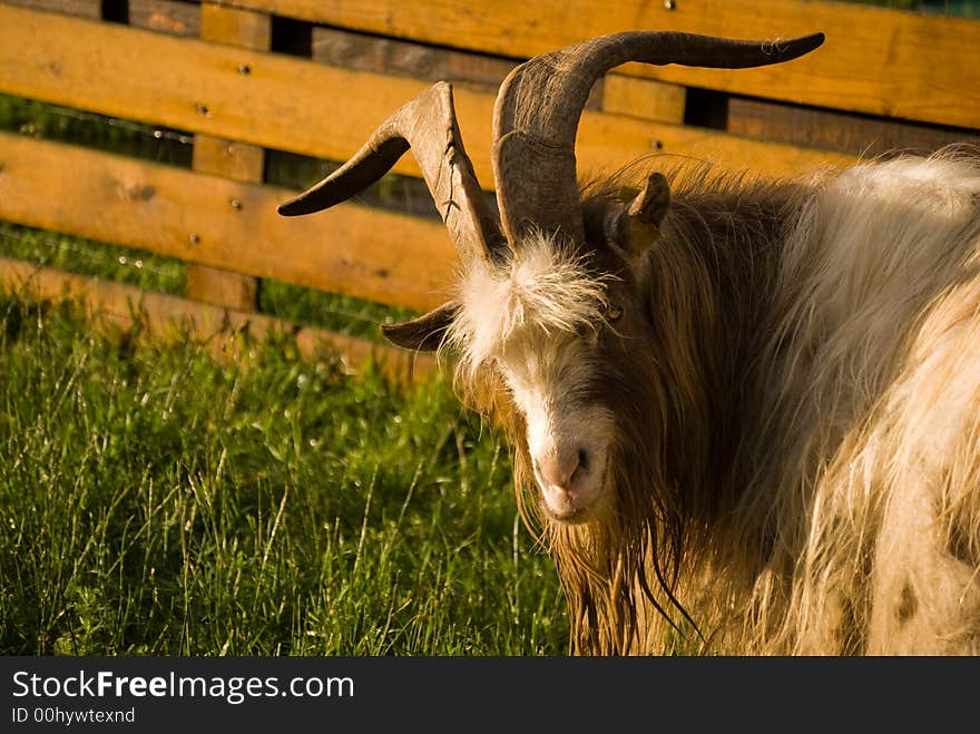 Goat looking over his shoulder