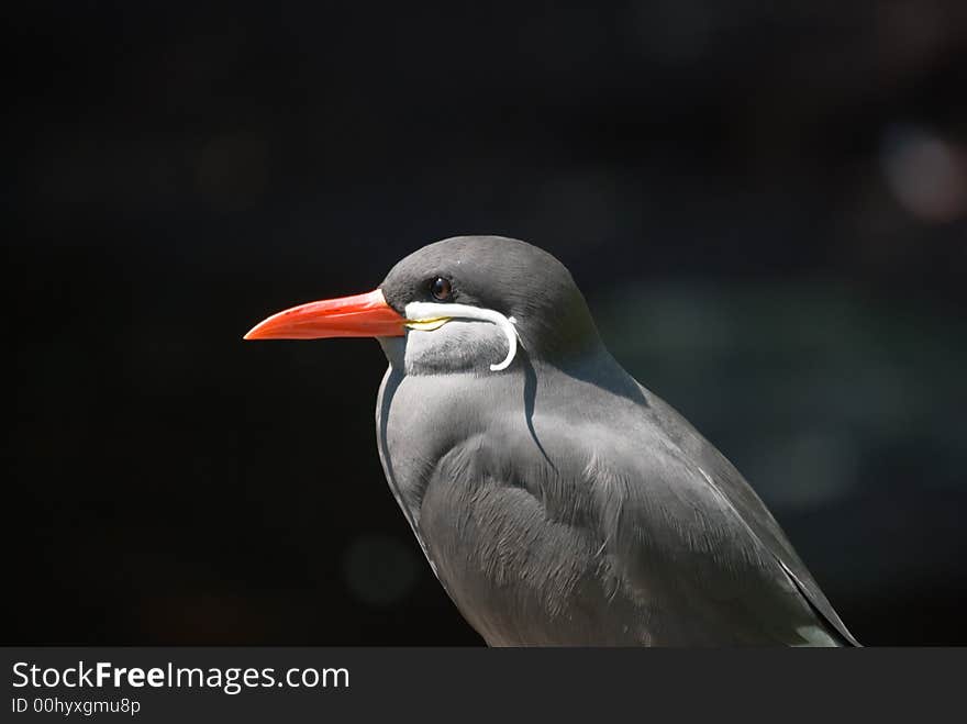 Tropical bird against dark background sun bathing. Tropical bird against dark background sun bathing